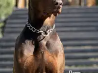 Щенки добермана, фотография 8