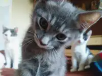 Срочно отдам котят в заботливые руки, фотография 5