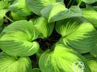 Хоста энчиладас (l)