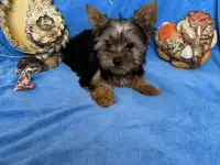 Шикарные малыши Йоркширского терьера, фотография 4