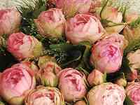 Роза лавли рококо, тантау