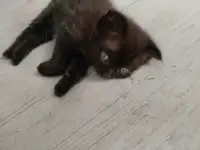 Продаются котята. Шотландская вислоухая., фотография 5