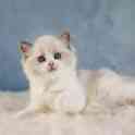Великолепные котята породы Рэгдолл, фотография 6