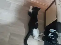 Отдам кота в добрые руки,к лотку приучен,ласковый,спокойный возраст примерно не больше полтора года, фотография 3