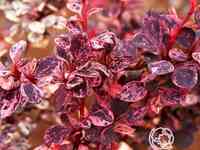 Барбарис арлекин