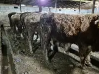 Продам бычков породы Герефордская и Абердин-Ангусская, фотография 4