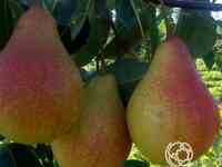 Груша кафедральная