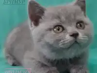 Британские котята, фотография 7