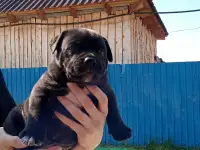 Продам щенков Американского булли Pocket, фотография 4