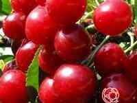 Вишня олимпийская