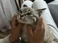 Отдаю добрую кошку в добрые руки :), фотография 4