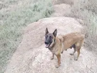 Щенки бельгийской овчарки, фотография 2