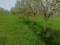 Продам яблоневый сад, фотография 5