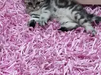 Продаются шотландские вислоухие котята, фотография 3