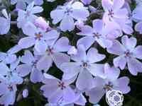 Флокс шиловидный Г.Ф. Вилсон