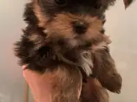 Щенки йоркширского терьера, фотография 2