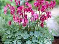 Дицентра кинг оф хартс