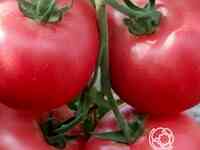 Семена Томат Бармалей 20 шт
