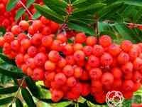 Рябина Невежинская