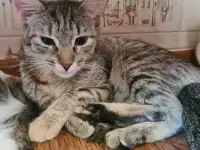 Ищу хозяина для кошечки, фотография 3