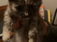 6 котят Девочки Есть домашнюю еду молококорм приучена к лоткуигривыемышеловки, фотография 2