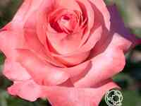 Роза артур рембо чайно-гибридная, топалович