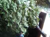 Дубовые веники, фотография 3