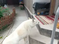 Породистая Лайка, 3 года, фотография 3