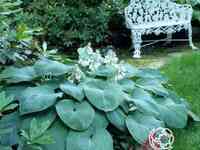 Хоста Бресингхам Блю (ML)