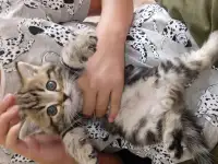 Котята, фотография 2