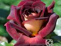 Роза эдди митчел чайно-гибридная, топалович