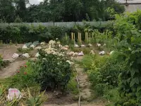 Дача 15 соток, Алматинская область, Талгарский район, с.о. Кендалинский, с. Кендала, с/т Медик-, фотография 11