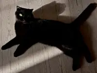 Отдадим шотландскую вислоухою кошку бесплатно, фотография 7