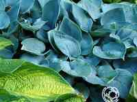 Хоста Хедспен Блу (SM)