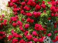 Роза Гримпант Кассандр плетистая