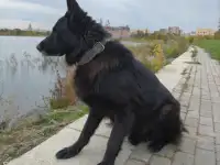 Щенки немецкой овчарки черного окраса, фотография 2