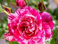 Роза инес састр плетистая, топалович