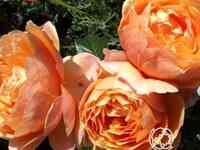 Роза ст.ричард чичестер/шерлок холмс, харкнесс