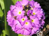 Примула мелкозубчатая Пинк