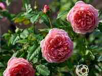 Роза френсис блейз, гийо