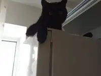 Отдам кота в хорошие руки, фотография 4