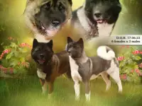 Шикарные девочки Американской Акиты, фотография 8