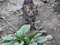 Потерялись хозяева у маленьких котят, фотография 12