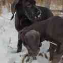 Продам щенков немецкого дога, фотография 7
