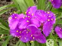 Традесканция Конкорд Грейп