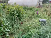 Продам дачу за Понтонным мостом, фотография 2