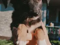 Щенки метисы от кинолога, фотография 4