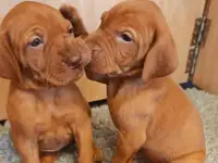 Щенки Венгерской выжлы, фотография 4