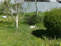 Продам дачу в Алматинской области севернее поселка Кендала. ПК Восход., фотография 9