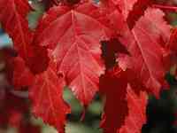 Семена Клен 